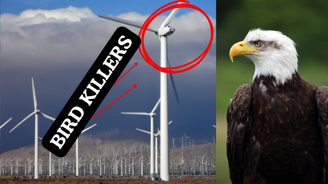 LISTEN: Wind Turbines Are Killing Bald Eagles—And China Is Cashing In